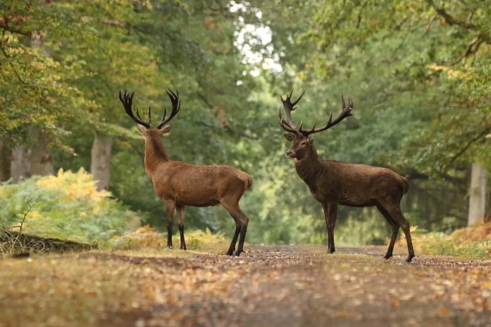 Hirsch-Tierpark Boutissaint