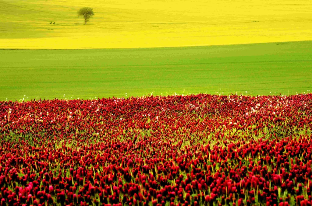 The colorful fields in spring during a walk in Puisaye
