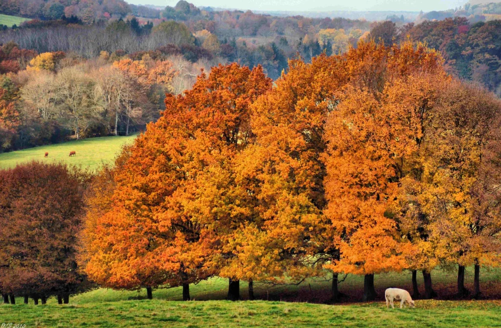 Automne en Puisaye