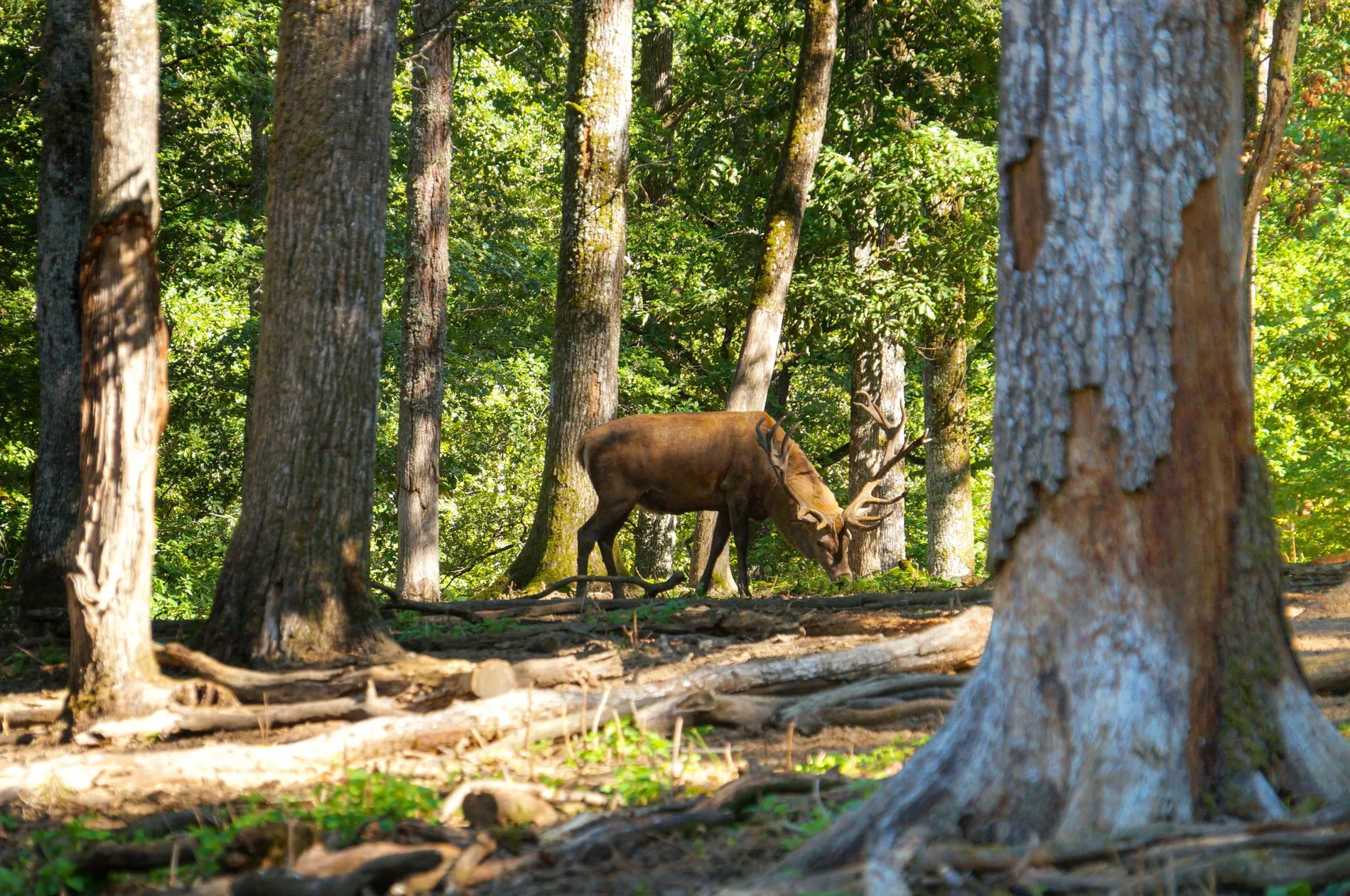 Cerf au Parc Animalier de Boutissaint