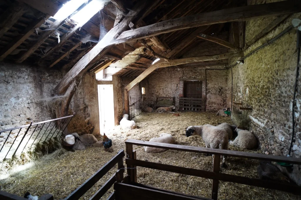 Animaux à la ferme du château de Saint-Fargeau