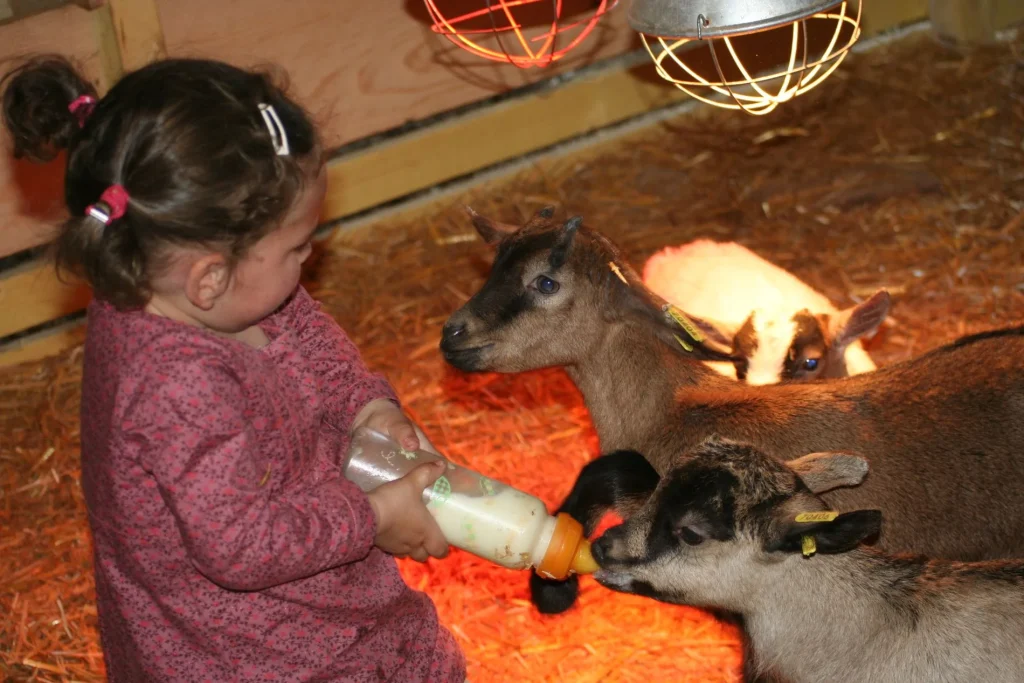 Child giving a bottle to the kids at the Château de Saint-Fargeau Farm