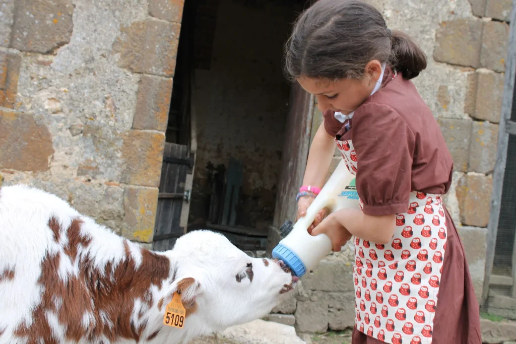 Tétée des nouveau-nés à la ferme du château de Saint-Fargeau