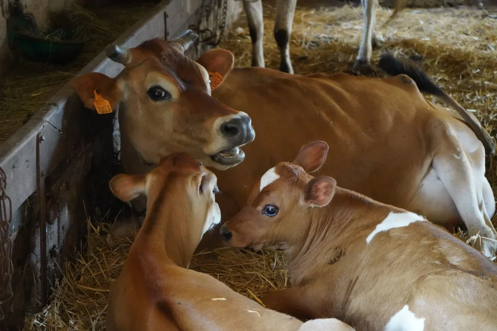 Animaux à la Ferme du Château de Saint-Fargeau