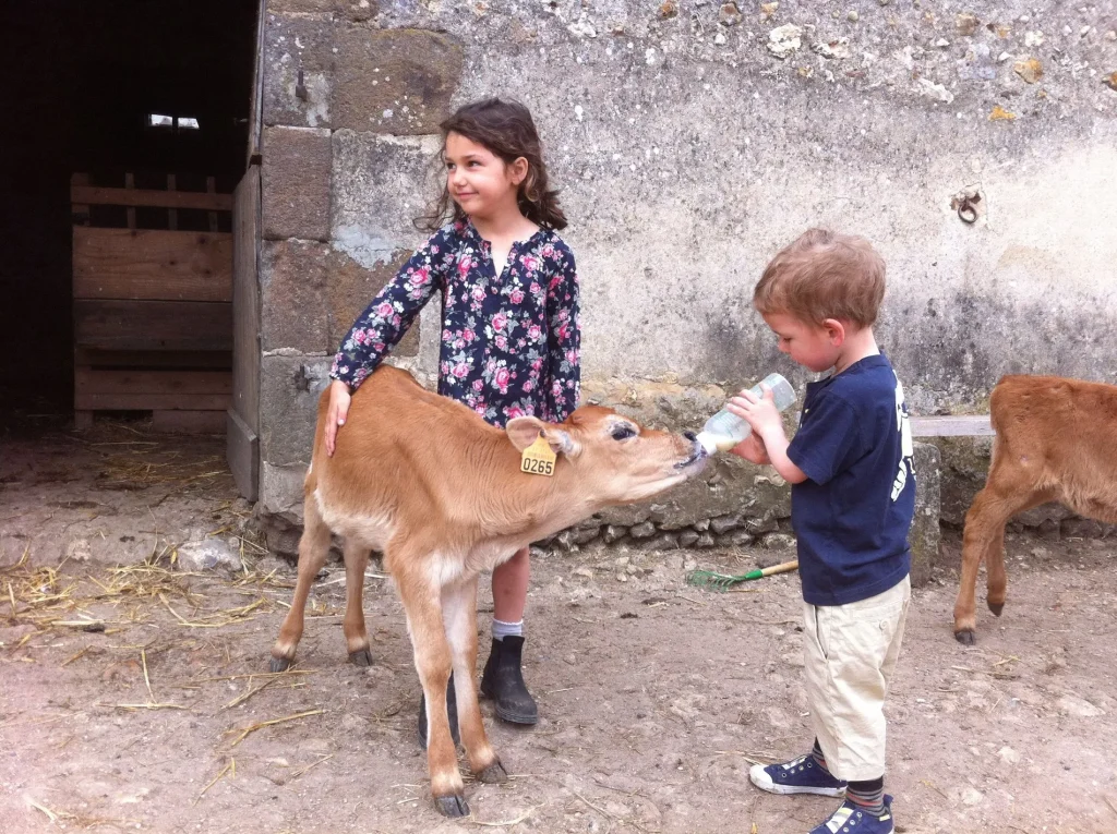 Child giving a bottle to a calf at the Château de Saint-Fargeau Farm