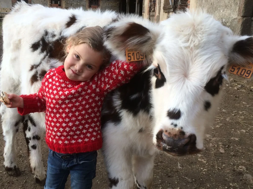 Child with a calf at the Château de Saint-Fargeau farm