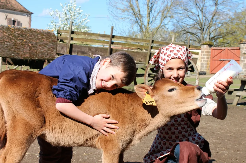 Children bottle-feeding a calf at the Château de Saint-Fargeau Farm