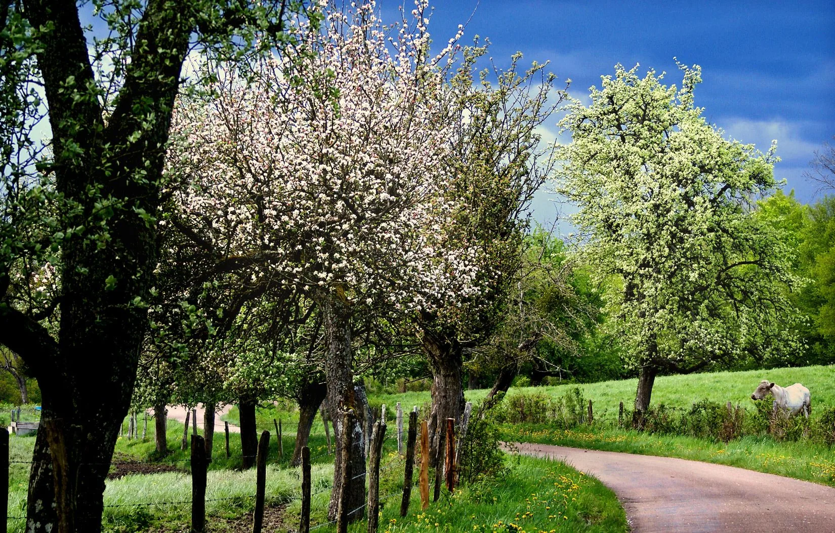 Trees in flower in spring in Puisaye-Forterre