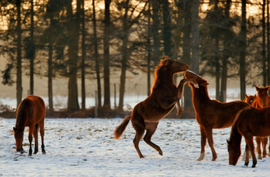 les chevaux jouent dans la neige