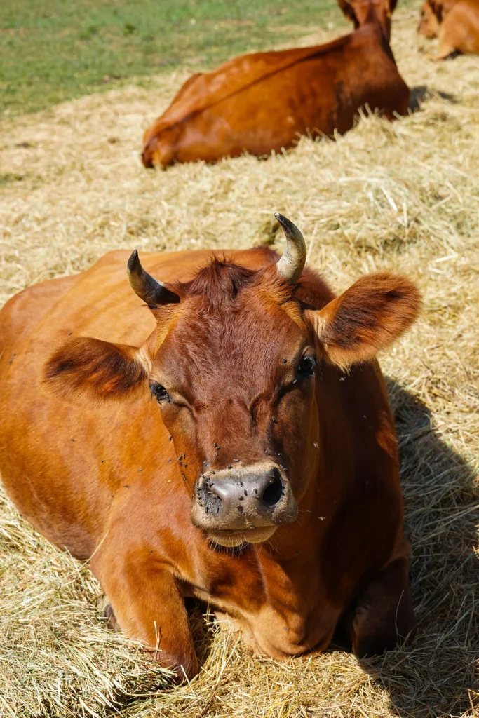 Vache Moulin de Vanneau