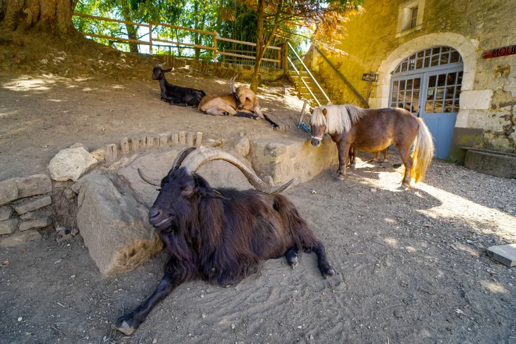 Animaux au Moulin de Vanneau