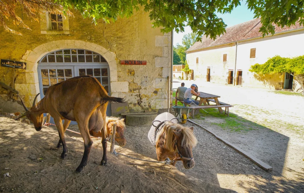 Animaux au Moulin de Vanneau