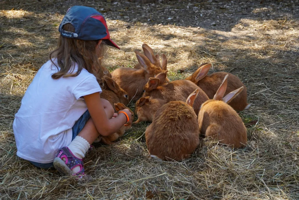 Child and rabbits at the Moulin de Vanneau