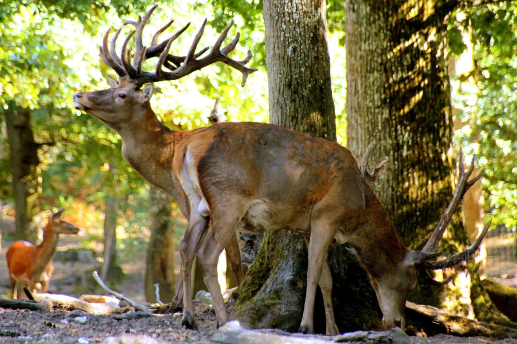 Cerfs au Parc Animalier de Boutissaint