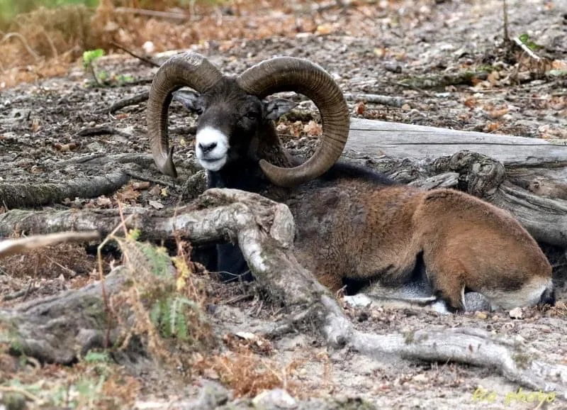 Mouflon at the Boutissaint Animal Park