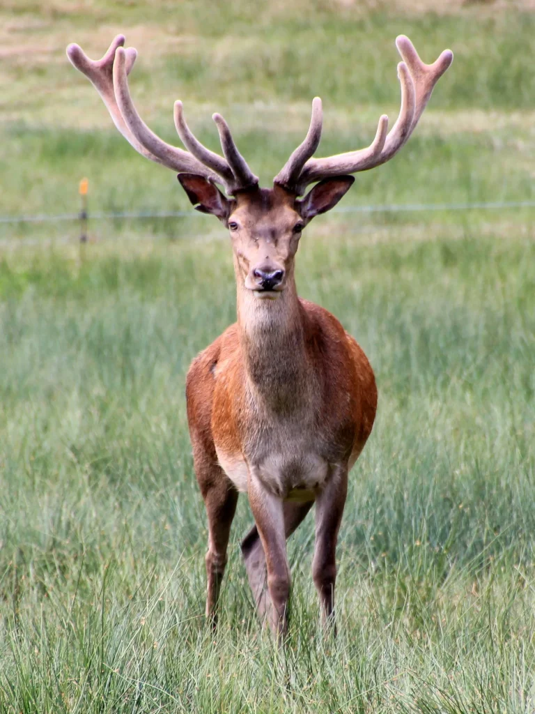 Cerf au parc de Boutissaint