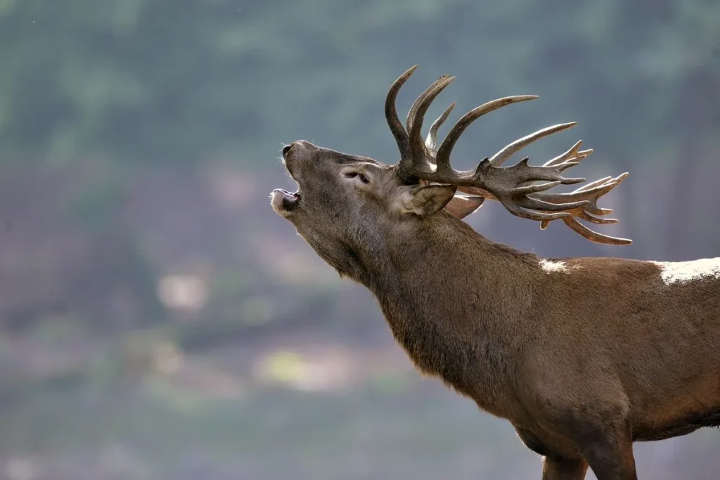 Cerf au Parc Animalier de Boutissaint