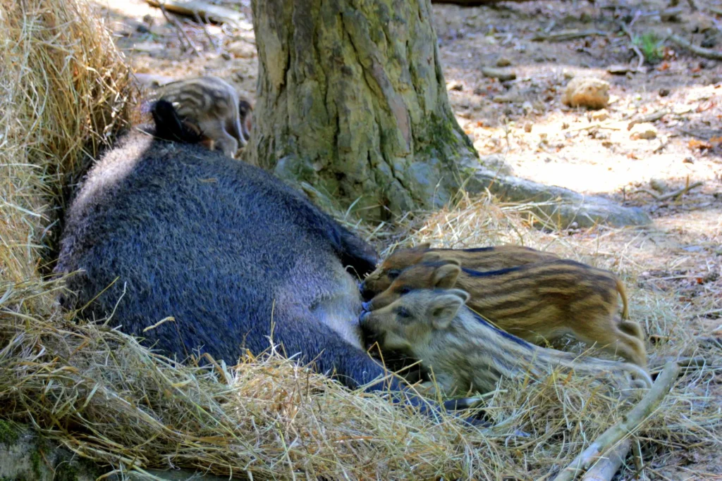 Laie et ses marcassins au Parc Animalier de Boutissaint