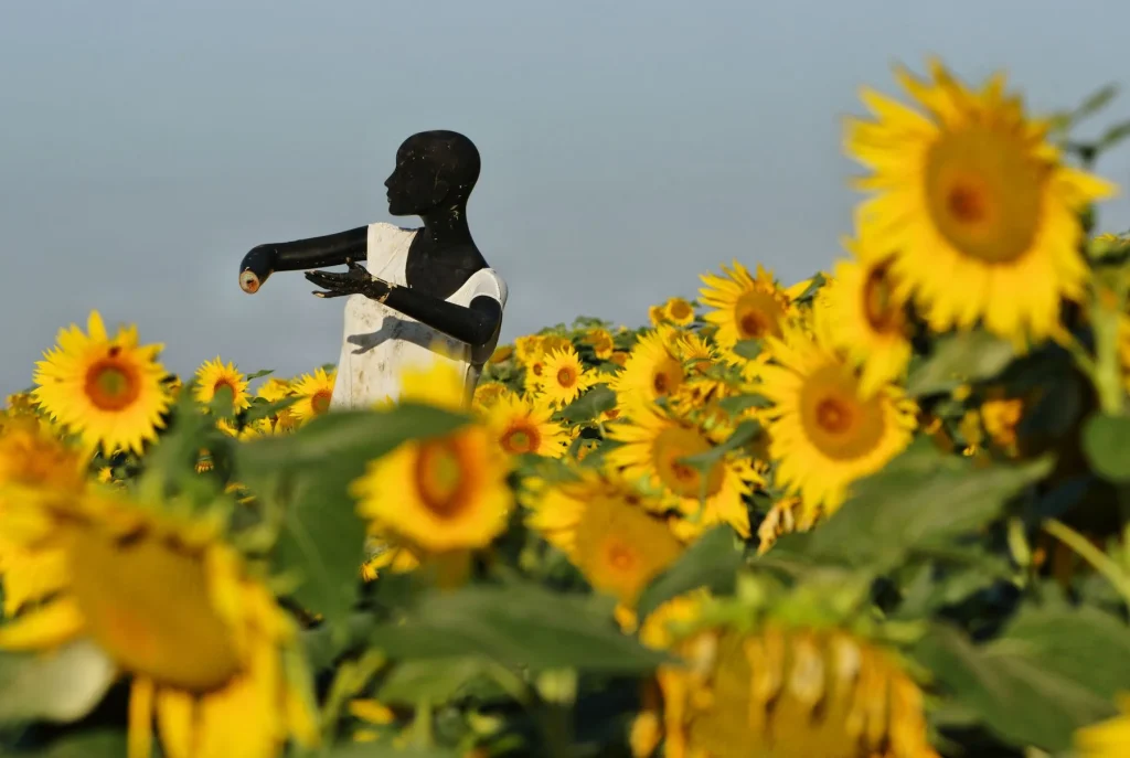 sometimes funny things appear in our sunflower fields