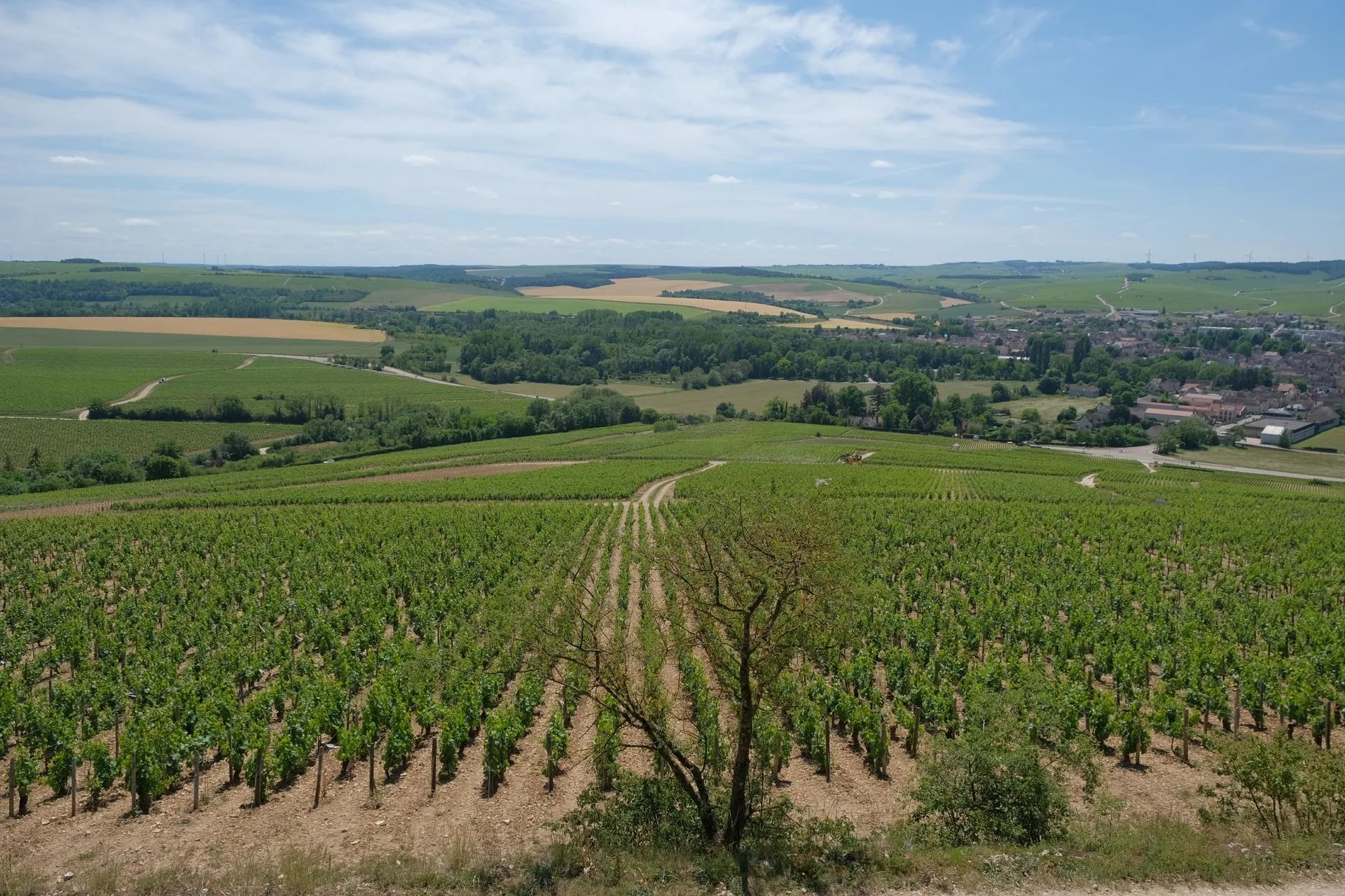 The wine-growing landscapes around the village of Chablis