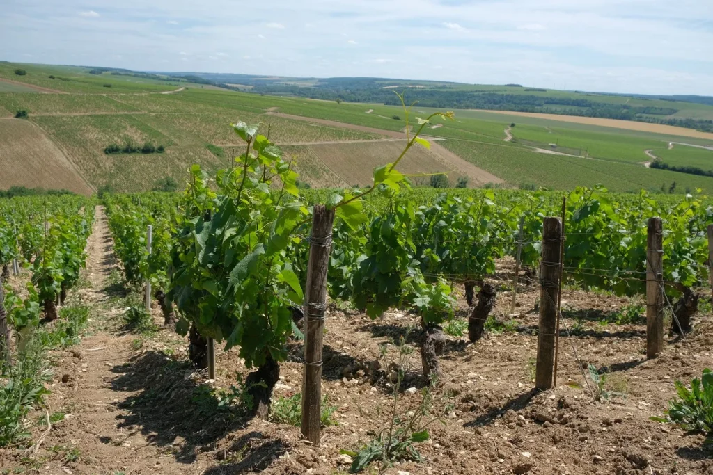 The vineyards of Chablis