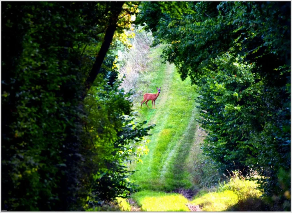 Chevreuil sur un sentier de randonnée en Puisaye