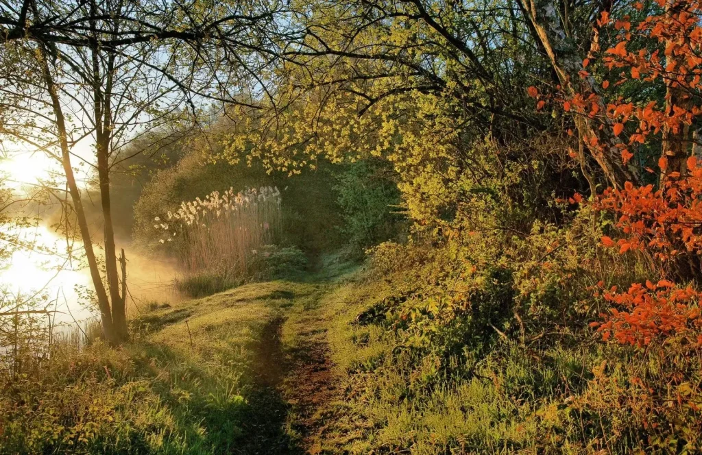 Les chemins bordant les étangs se parent d'ocre en automne