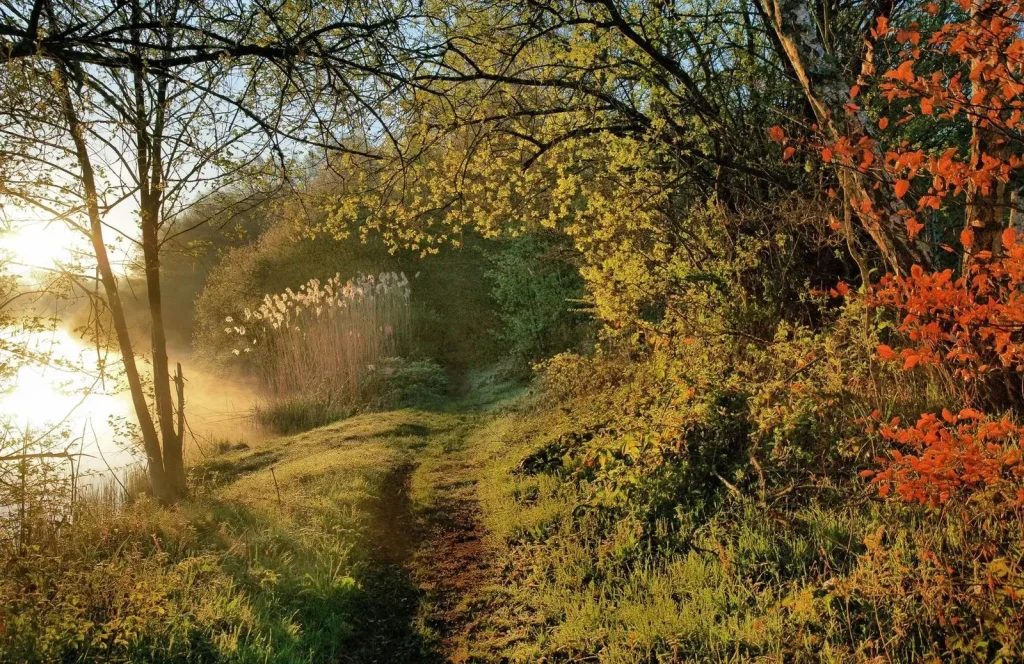 The paths bordering the ponds are adorned with ocher in autumn