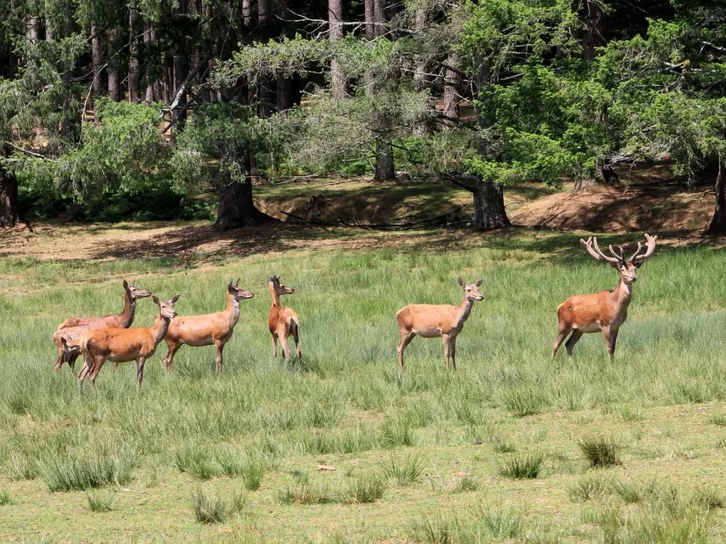 Biches et Cerf au Parc de Boutissaint en Puisaye