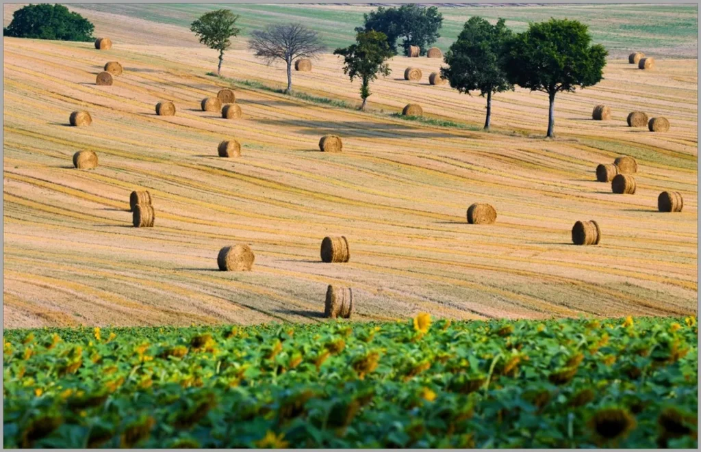 Hiking and landscape of Puisaye-Forterre after the harvest