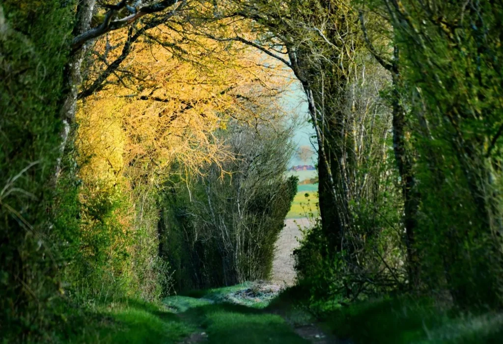 wooded path in the countryside