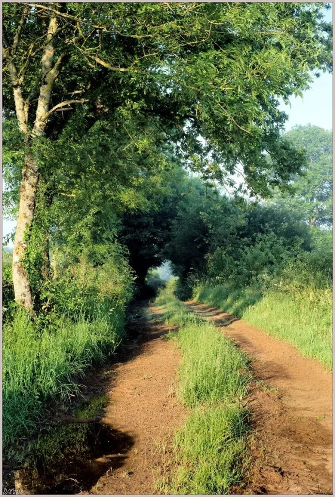 Chemin de randonnée en été en Puisaye et sa voute végétale