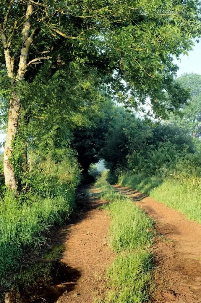 Hiking path in summer in Puisaye and its plant canopy