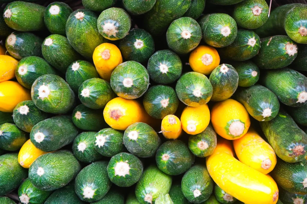 Nombreuses courgettes colorées de saison