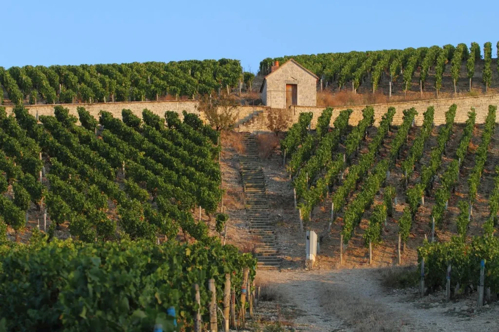 Les emblématiques vignes de Chablis