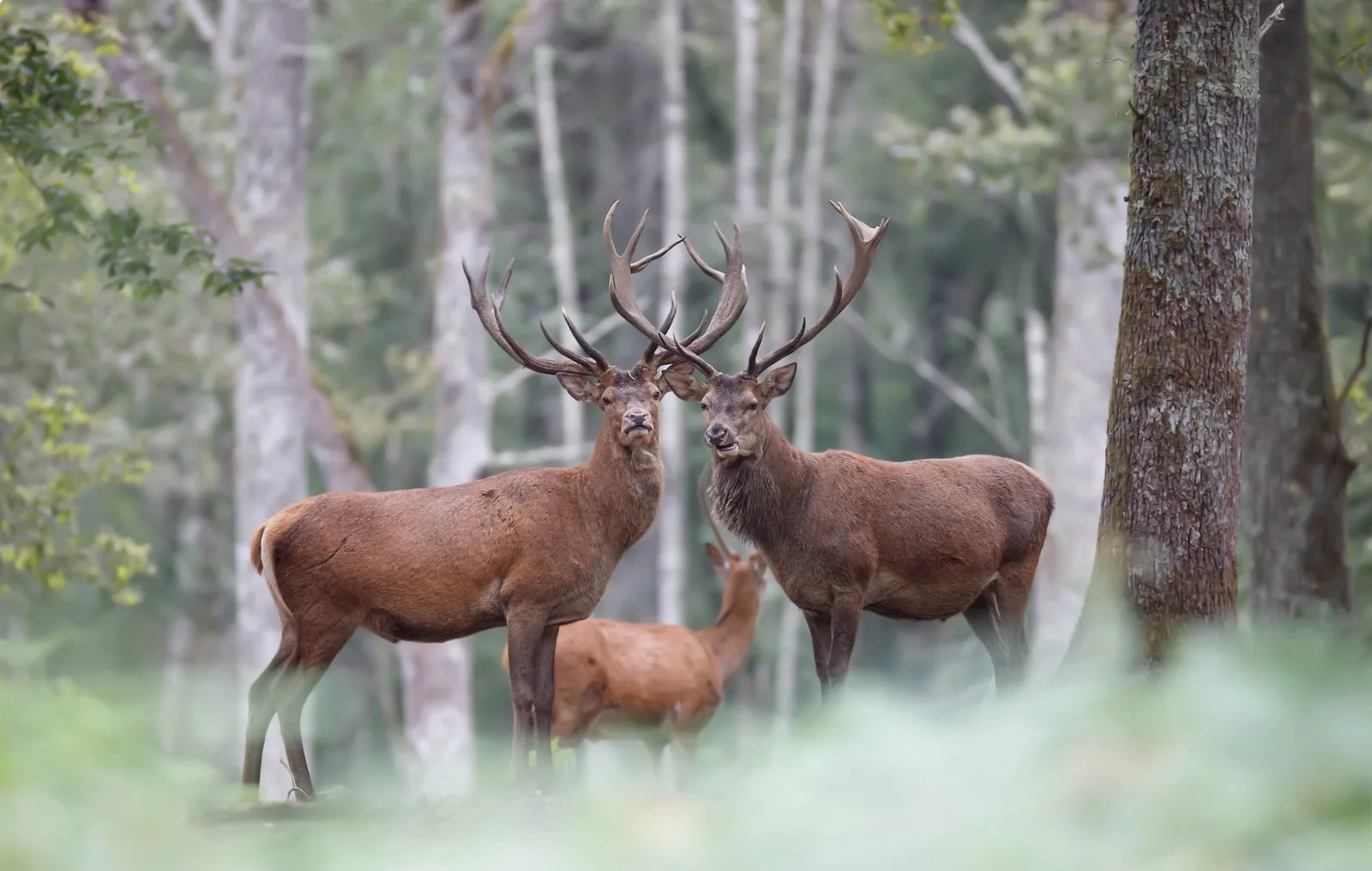 Cerfs à Boutissaint