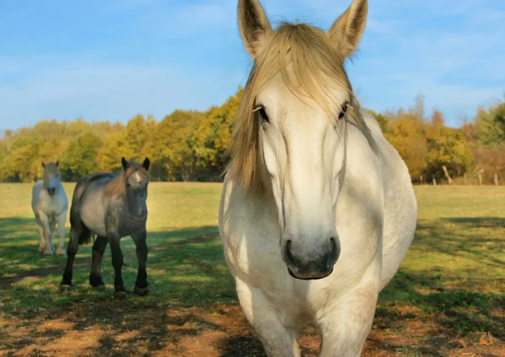 Horses in the countryside of Puisaye Forterre