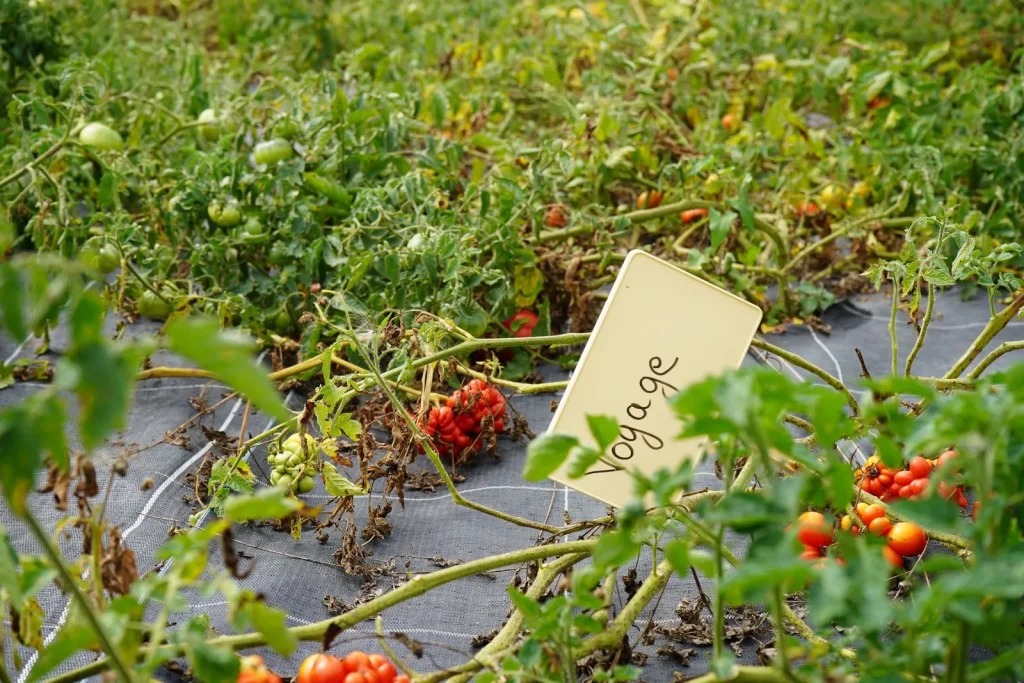 permaculture of tomatoes at the Jardins des Thorains