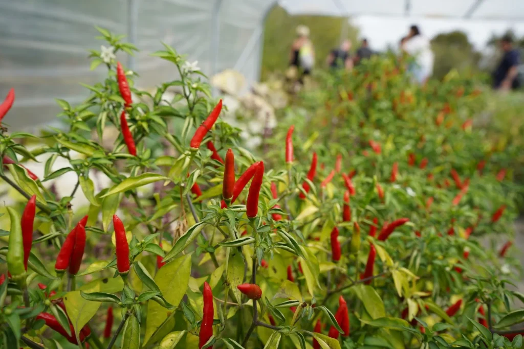 peppers in the Thorains garden