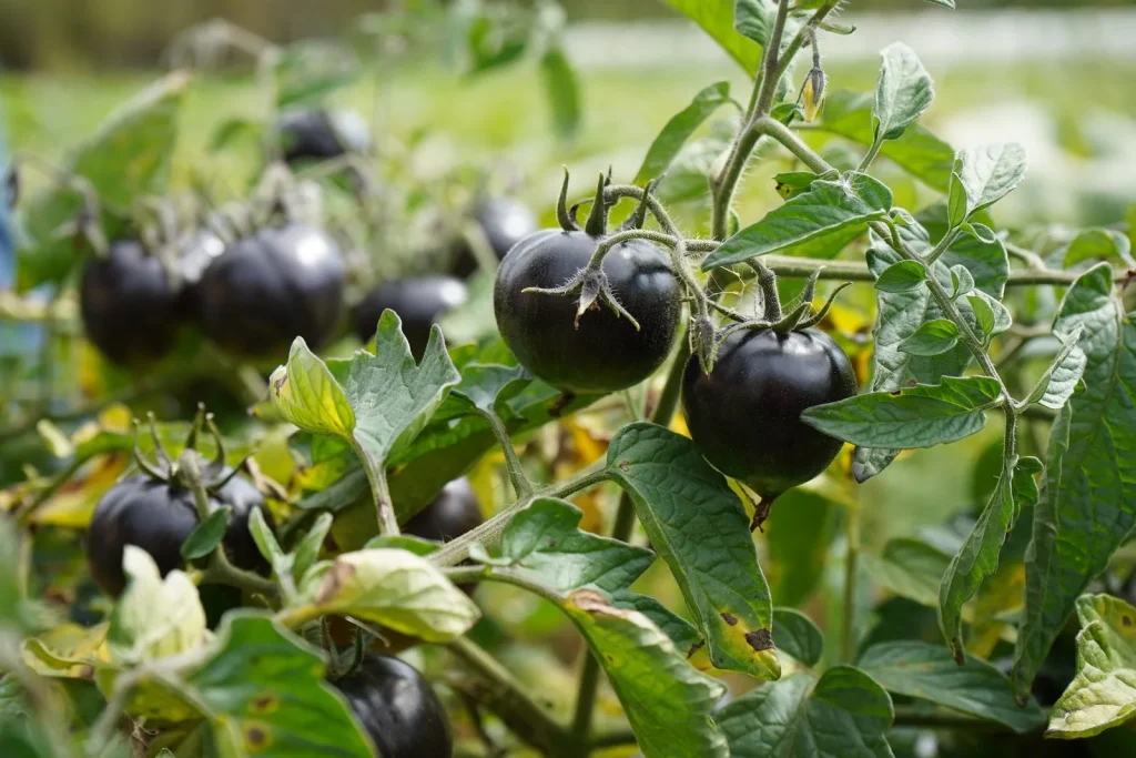 tomato varieties in the Thorains garden