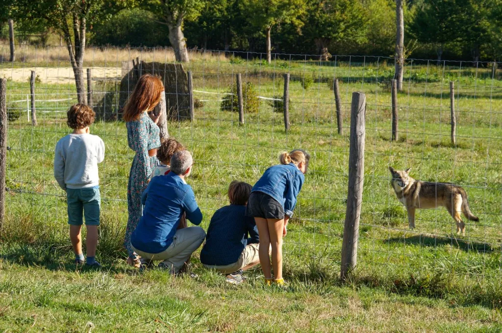 Discovery of wolves with family