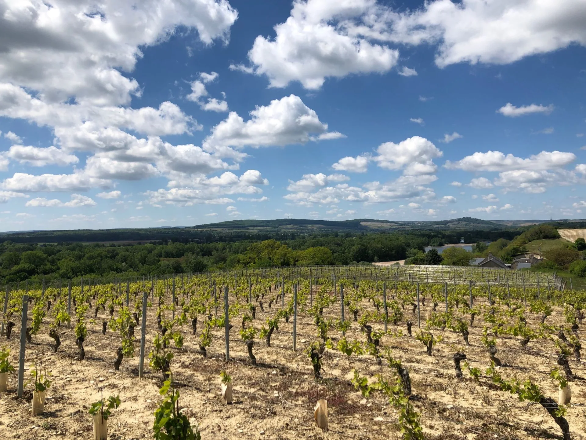 Les paysages viticoles de la Nièvre