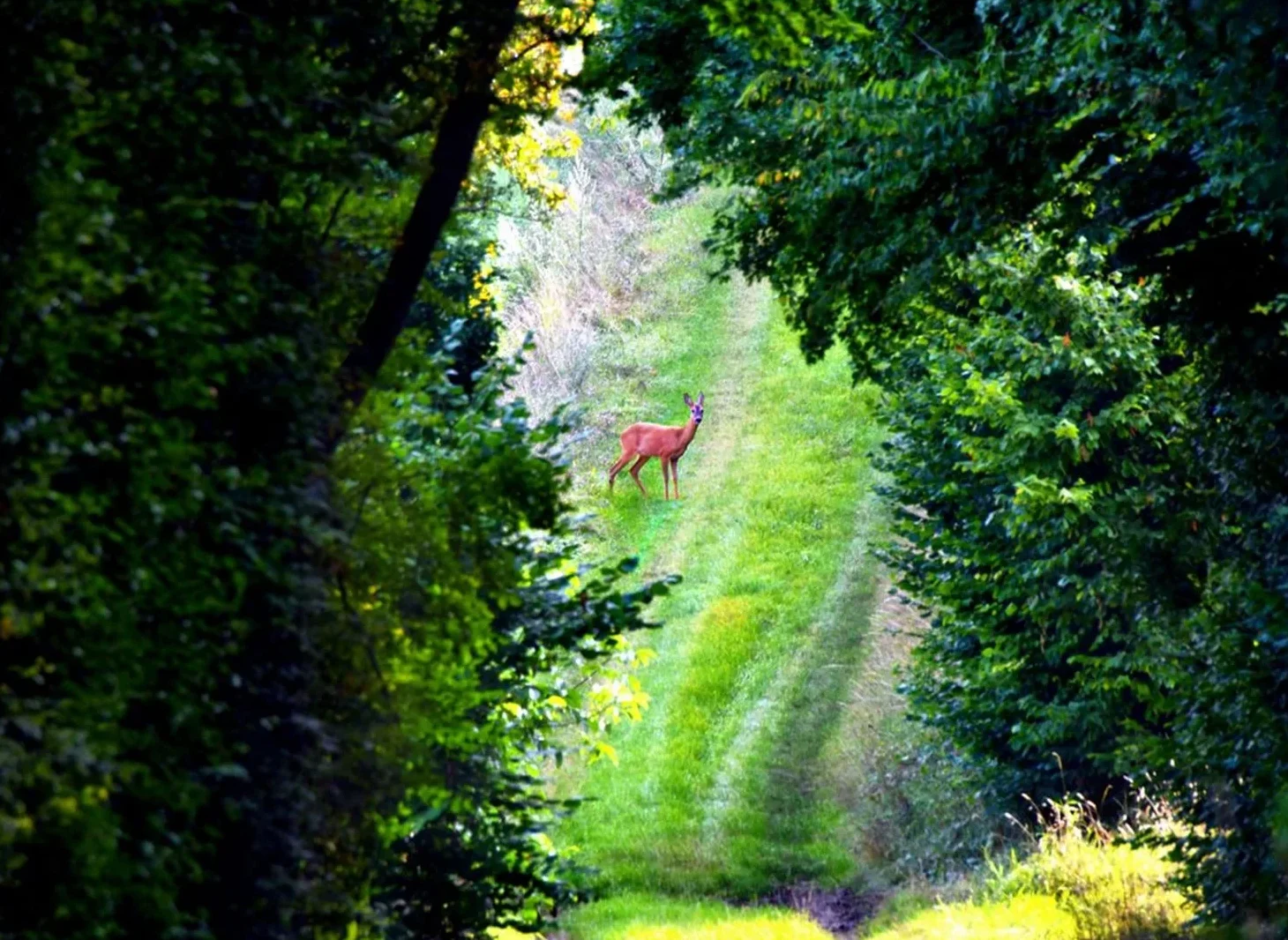 Deer on a hiking trail in Puisaye