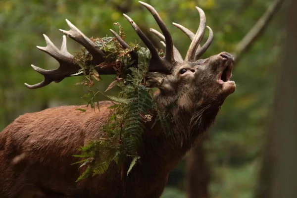 Cerf en plein brame à Boutissaint