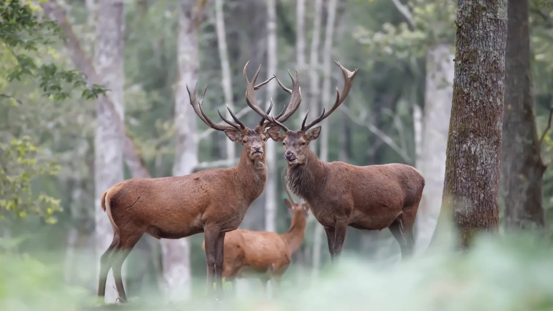 Cerfs à Boutissaint