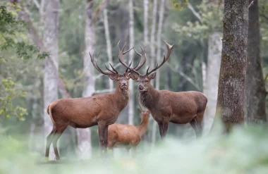 Cerfs à Boutissaint