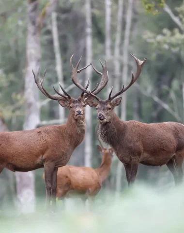 Cerfs à Boutissaint