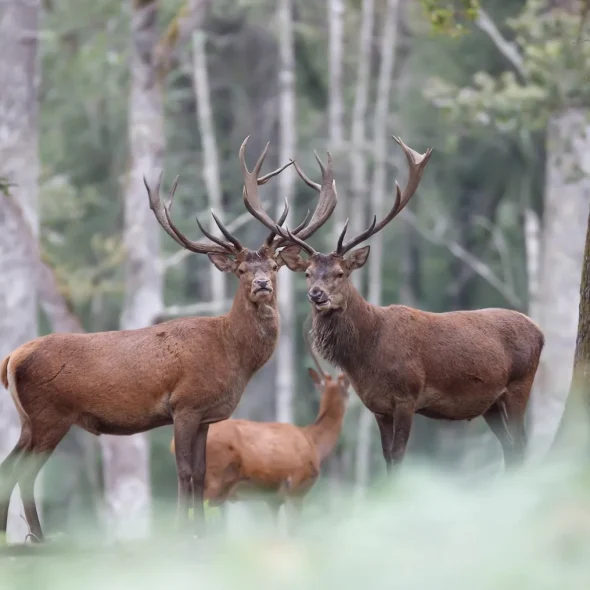 Cerfs à Boutissaint