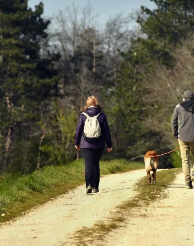 Holidays and travel with your dog in Puisaye-Forterre