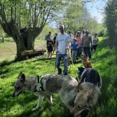 Randonnées accompagnées avec chiens loups à la Pyramide du Loup à Toucy